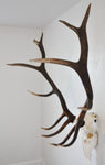 Large Dead on Display European Skull Hanger Mounting System, Elk skull hanger, Euro Moose hanger