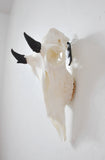 SMALL Dead on Display European Mount Hanger | Skull Bracket - Dead On Display