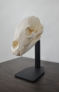 Predator Skulls