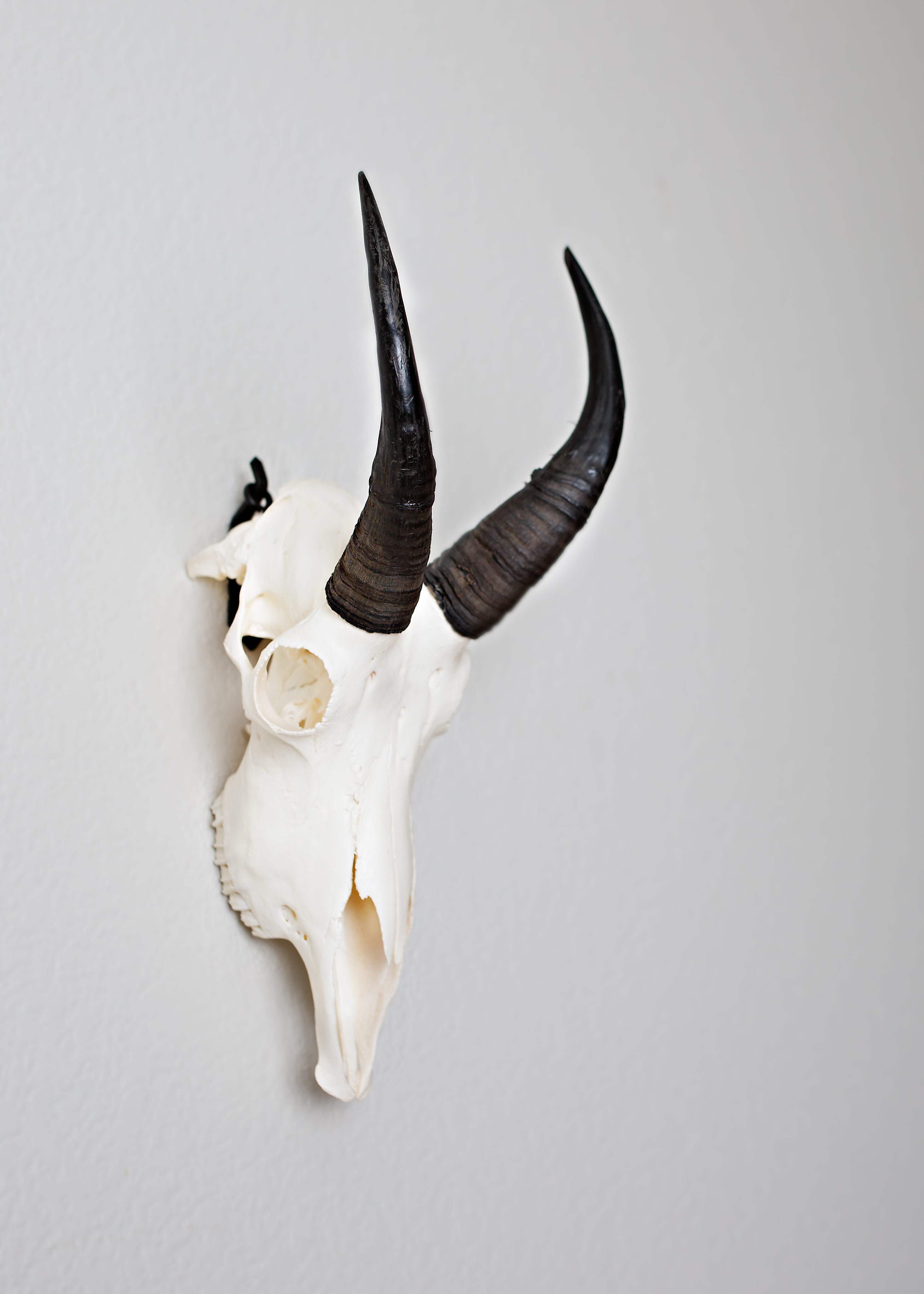 Qonutoci Large European Mount Skull Hanger Stand, Stainless Steel