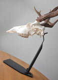 DESKTOP  Dead On Display European Skull Mount Bracket