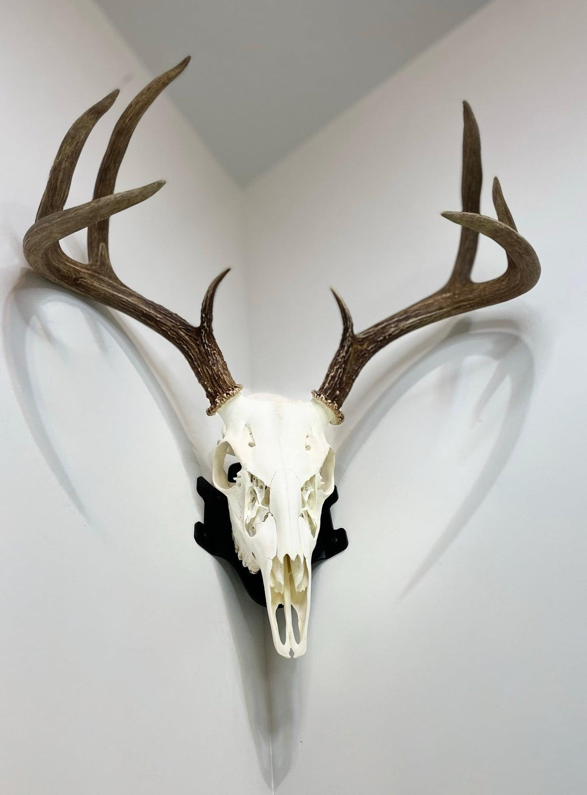 European deer skull mount with antlers displayed on Dead On Display steel hanger against gray background