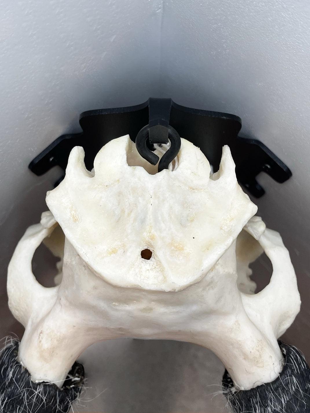Front view of European deer skull mount with antlers on white background showing natural bone detail