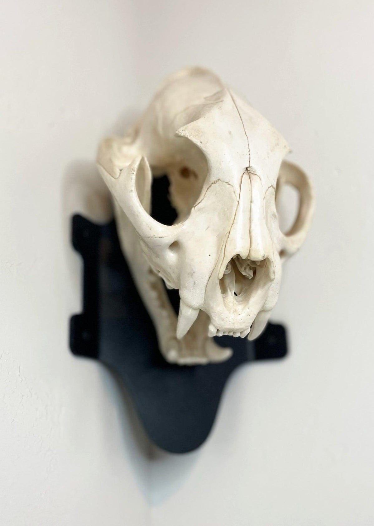 Left side profile view of European deer skull mount showing antler configuration and skull structure