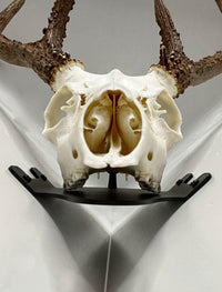 Side profile of large European deer skull mount with long antlers displayed on wall bracket