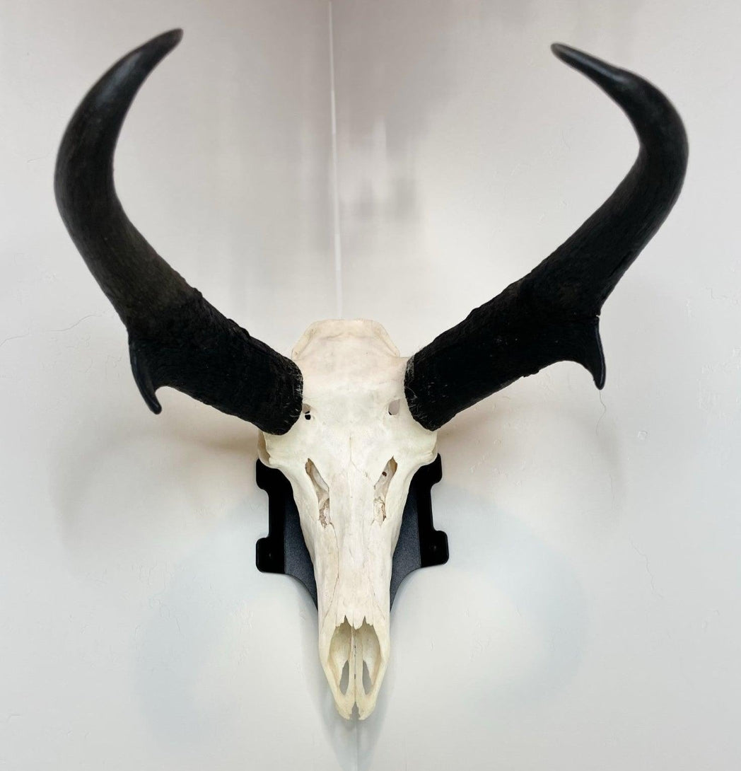 Top front view of European deer skull mount displaying full antler spread and symmetry