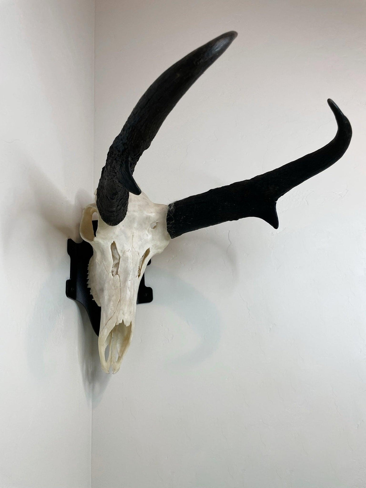 Left profile silhouette of European skull mount showing side antler spread and mounting angle