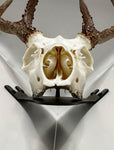 NEW!!!!! CORNER Dead On Display Wall Bracket - Dead On Display