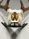NEW!!!!! CORNER Dead On Display Wall Bracket - Dead On Display