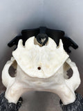NEW!!!!! CORNER Dead On Display Wall Bracket - Dead On Display