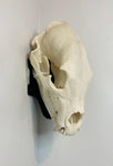NEW!!!!! CORNER Dead On Display Wall Bracket - Dead On Display