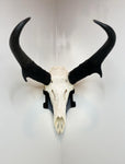 NEW!!!!! CORNER Dead On Display Wall Bracket - Dead On Display