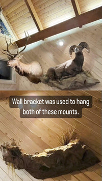 shoulder mount wall bracket installed with mounted whitetail deer trophy in trophy room