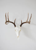 Dead On Display Angle Bracket Adapter- European Skull Hanger mounting system, European Deer mount, 