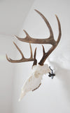 ANGLE Dead On Display Skull Mount Bracket Adapter **(Adapter Only*) - Dead On Display