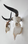 LARGE Dead On Display European Mount Hanger | Skull Bracket