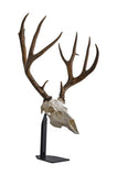 Dead on Display Desktop Mount - European Skull Hanger Mounting System, deer skull hanger