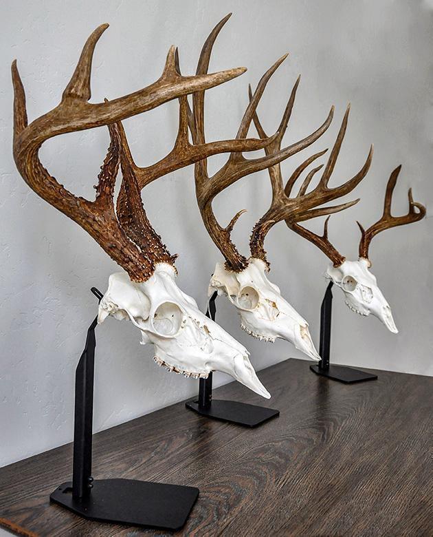 Desktop European skull mount stands in three sizes displaying deer skulls on tabletop with black steel bases