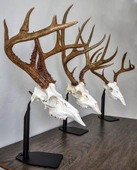 Desktop European skull mount stands in three sizes displaying deer skulls on tabletop with black steel bases