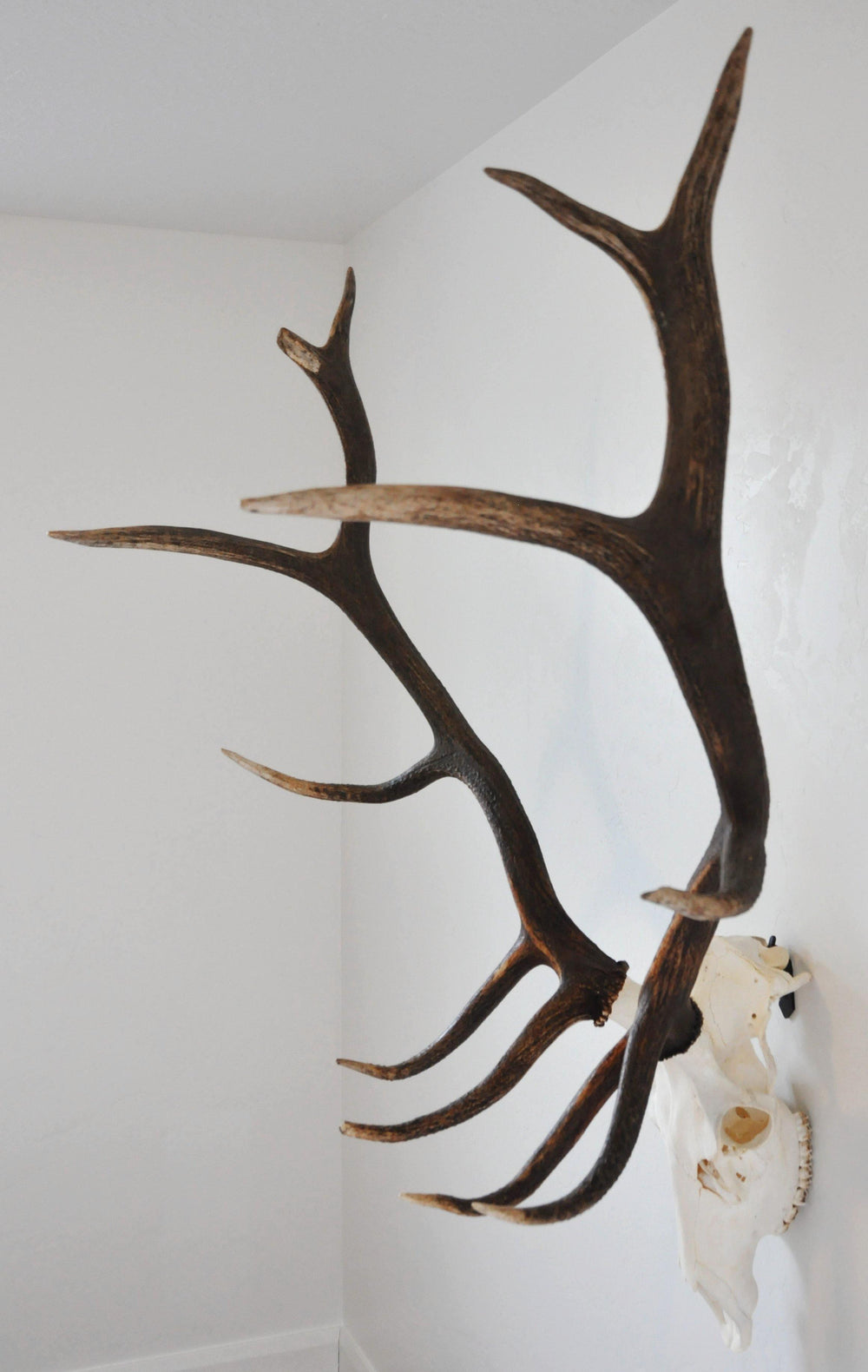 Large European elk skull mount with massive antlers displayed on Dead On Display steel hanger against gray background