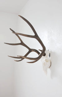 Medium European deer skull mount with antlers displayed on Dead On Display steel hanger against gray background