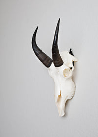 Small European antelope skull mount with black curved horns displayed on Dead On Display steel hanger against gray background