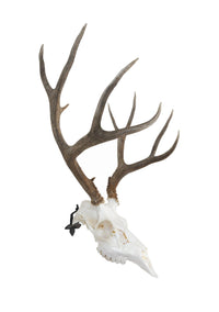 Front view of European skull mount with angle bracket adapter on white background showing natural antler position