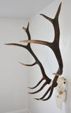 Large Dead on Display European Skull Hanger Mounting System, Elk skull hanger, Euro Moose hanger
