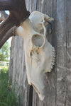 Large Dead on Display European Skull Hanger Mounting System, Elk skull hanger, Euro Moose hanger