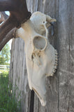 Large Dead on Display European Skull Hanger Mounting System, Elk skull hanger, Euro Moose hanger