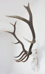 Large Dead on Display European Skull Hanger Mounting System, Elk skull hanger, Euro Moose hanger