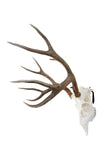MEDIUM Dead On Display European Mount Hanger | Skull Bracket - Dead On Display