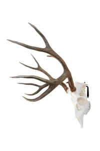 MEDIUM Dead On Display European Mount Hanger | Skull Bracket - Dead On Display