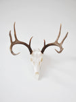 MEDIUM Dead On Display European Mount Hanger | Skull Bracket - Dead On Display