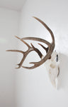 MEDIUM Dead On Display European Mount Hanger | Skull Bracket - Dead On Display