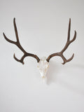 MEDIUM Dead On Display European Mount Hanger | Skull Bracket - Dead On Display