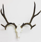 Medium Dead on Display European Skull Hanger Mounting System, Deer skull mount, European Skull hanger
