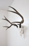 Medium Dead on Display European Skull Hanger Mounting System, Deer skull mount, European Skull hanger