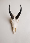 SMALL Dead on Display European Mount Hanger | Skull Bracket - Dead On Display