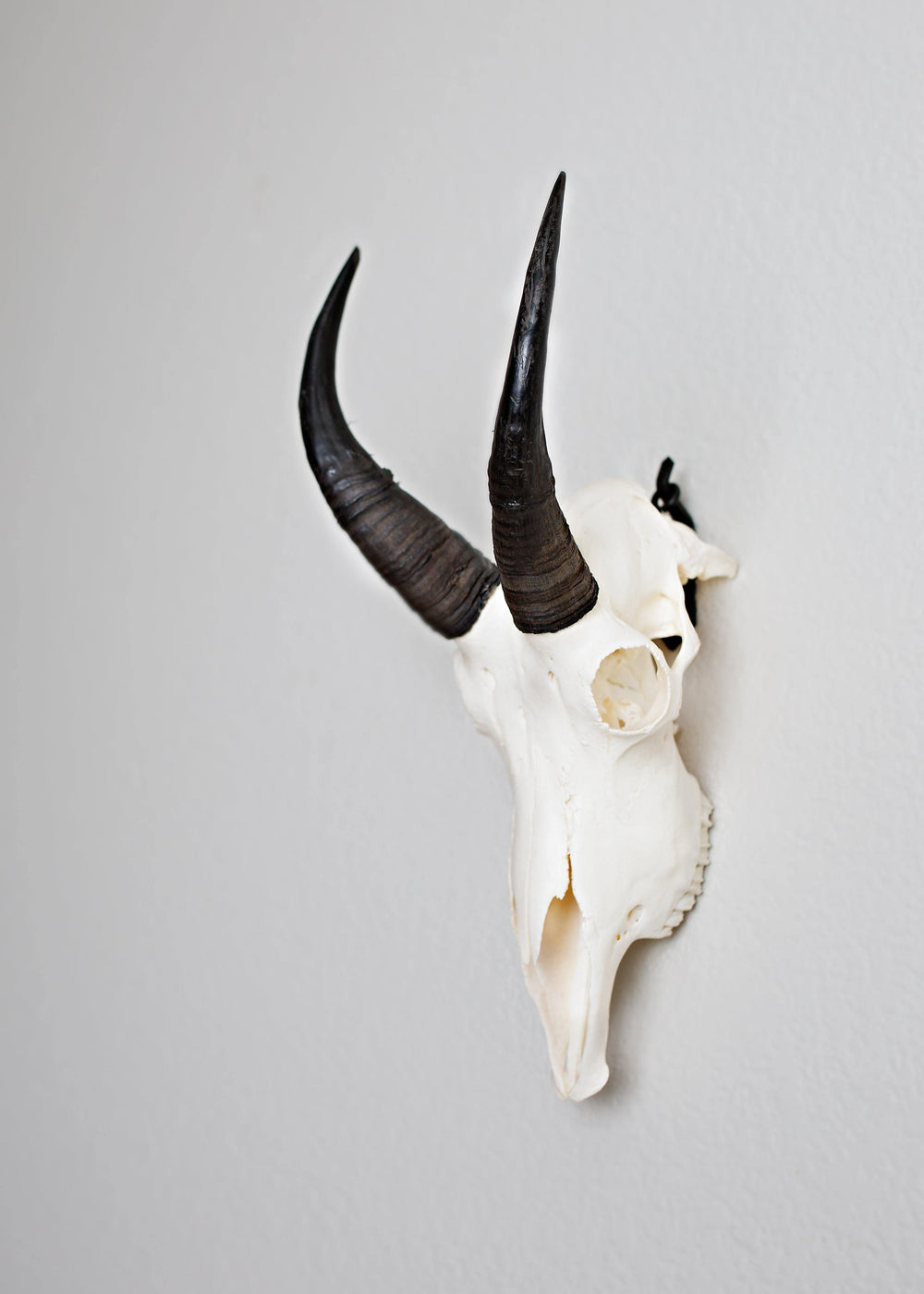 SMALL Dead on Display European Mount Hanger | Skull Bracket - Dead On Display