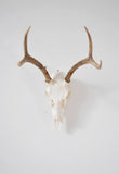 SMALL Dead on Display European Mount Hanger | Skull Bracket - Dead On Display