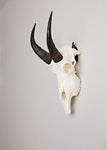 Small Dead on Display European Skull Hanger Mounting System, Deer skull mount, Euro hanger