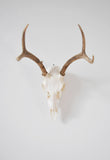 Small Dead on Display European Skull Hanger Mounting System, Deer skull mount, Euro hanger