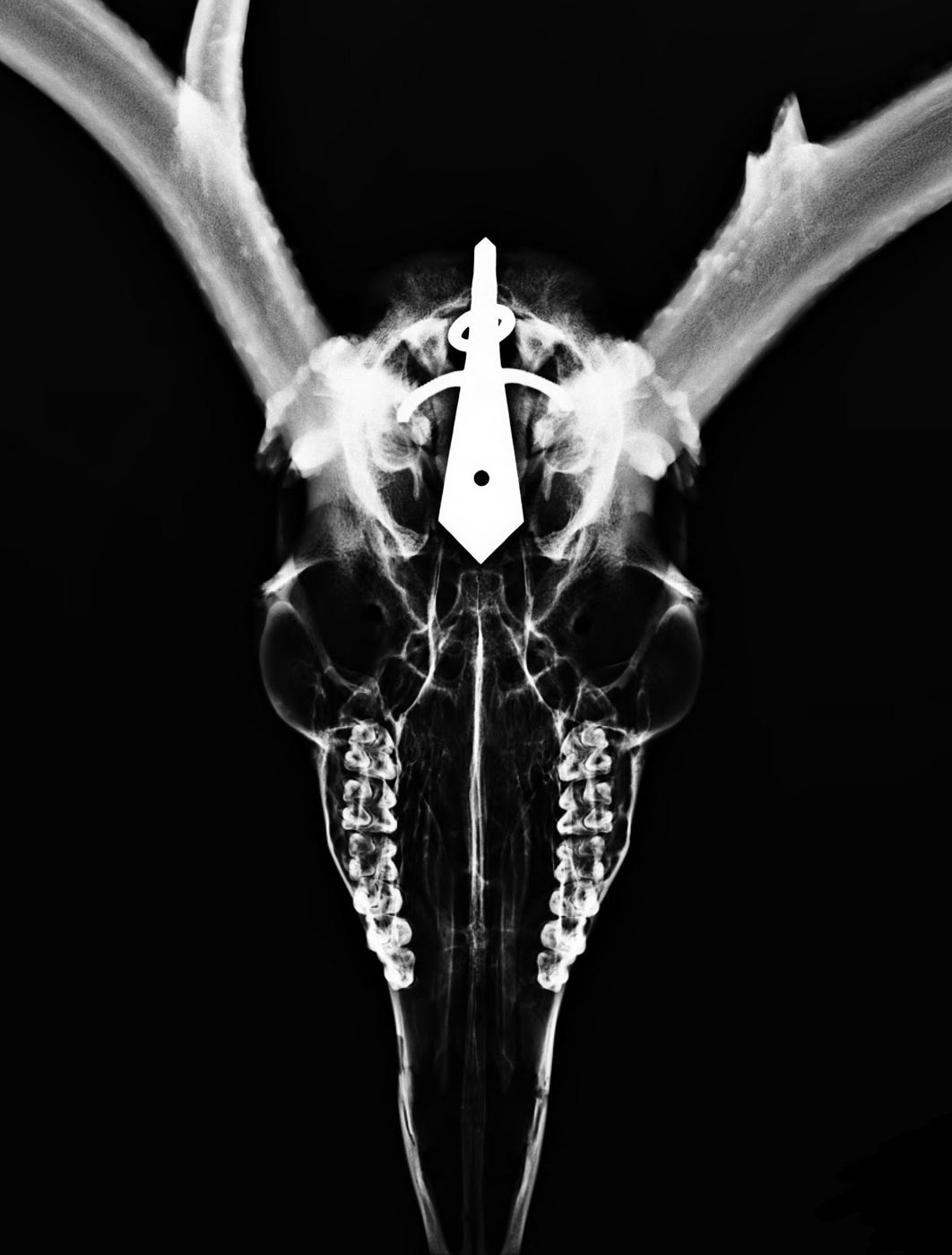 X-ray of a deer skull on the wall with the Dead On Display bracket locked inside
