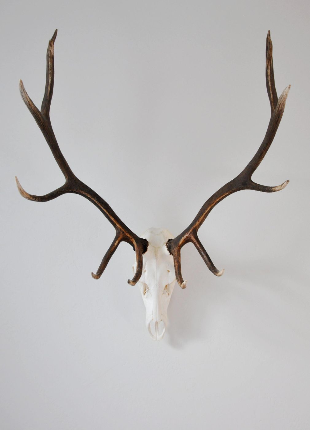 A bull elk skull on the Large Dead On Display hanger, front view, tight to the wall
